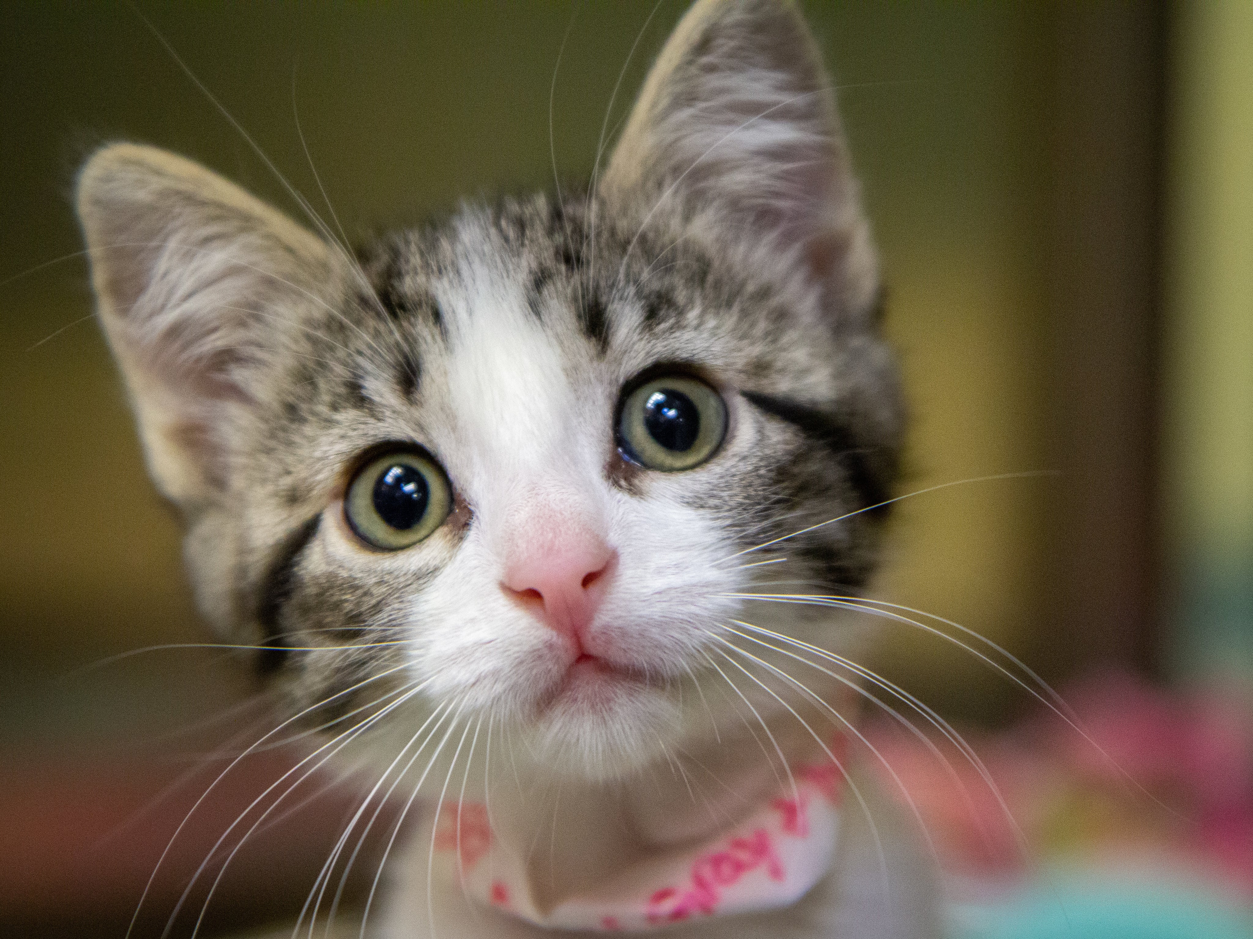 files/green-eyed-kitten.jpg